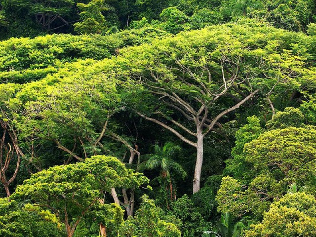 ppiges Grn am Amazonas &#8211; doch ... klaffen riesige Lcken im Regenwald.   | Foto: dpa