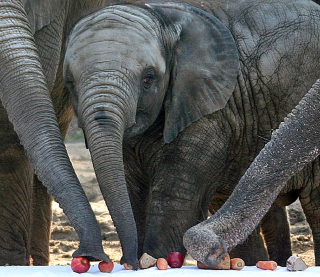 Rssel sind vielseitig einsetzbar.  | Foto: dpa