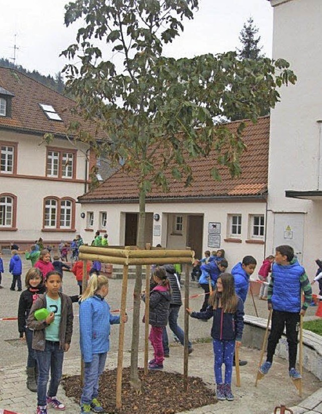 Der neue Kastanienbaum der Grundschule in Todtnau   | Foto: Privat