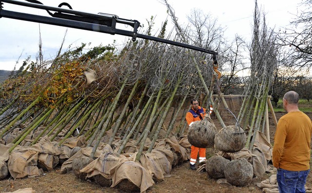 Ein Kran hilft den Landschaftsgrtnern, die pflanzbereiten Bume zu verteilen.   | Foto: Lauber