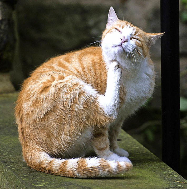 Tiere sollen sich wohlfühlen, darum be...der Tierschutzverein Hochschwarzwald.   | Foto: dpa