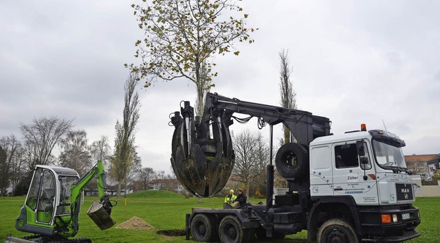 Mit einem Autokran werden die Bume gehoben.   | Foto: stadt