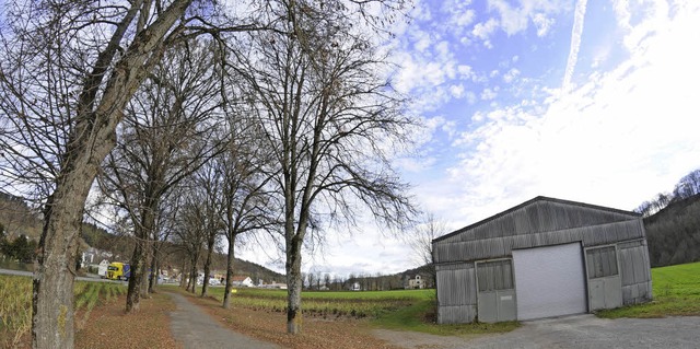 Sieben der neun namensgebenden Bume a...sen. Acht neue Bume werden gepflanzt.  | Foto: dietmar noeske