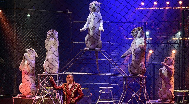 In Offenburg zu sehen: Alfred Beautour mit  Tigern  | Foto: Weihnachtscircus