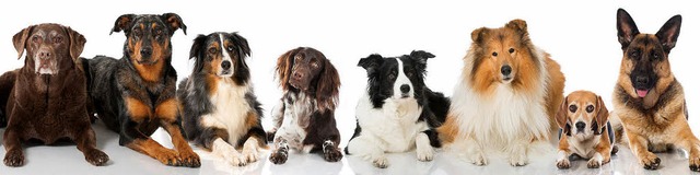 Hunde &#8211; bestellbar wie aus dem Katalog  | Foto: DoraZett  (Fotolia.com)