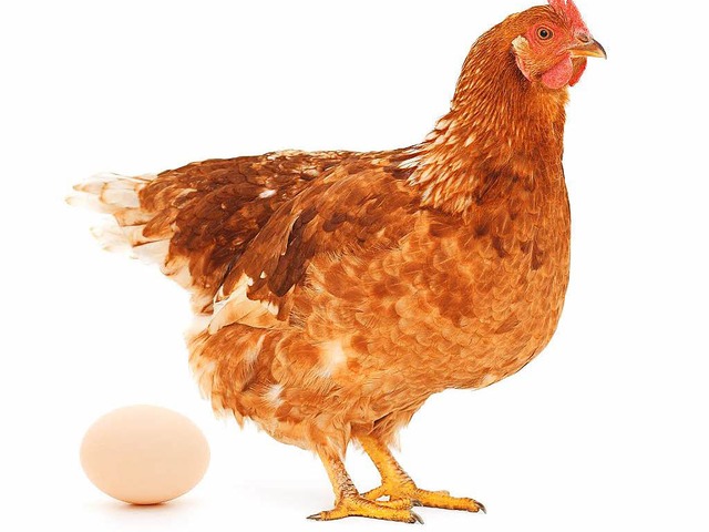 Wer war zuerst da &#8211; das Huhn oder das Ei?   | Foto: colorbox