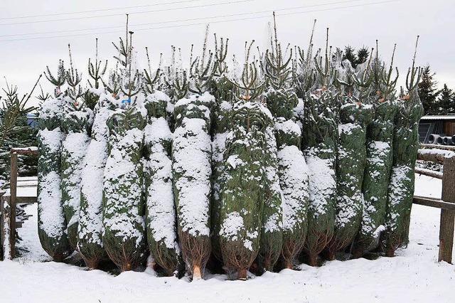 Jede Menge Weihnachtsbume verlassen jedes Jahr die Ortenau. (Symbolbild)  | Foto: dpa