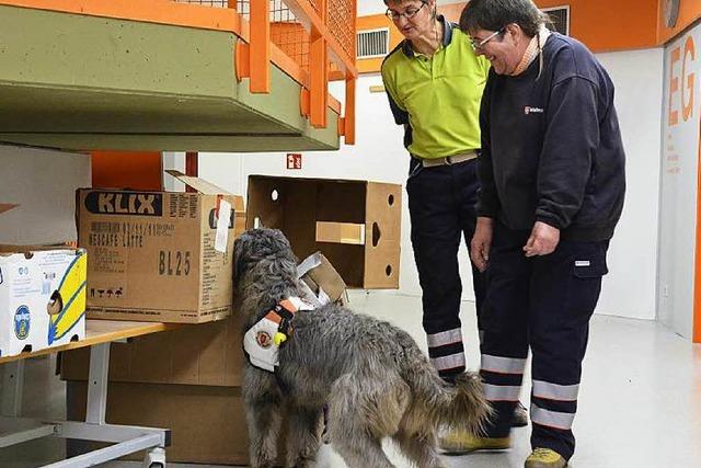 Wenn Hunde die Schulbank drcken: Rettungshunde der Malteser probt in Schule in Bad Sckingen