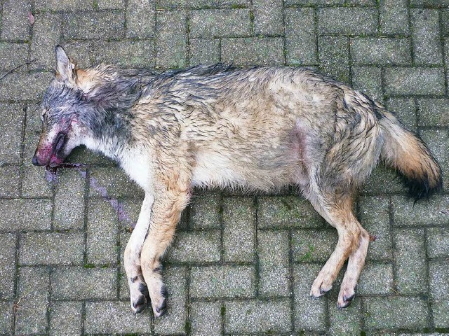 Autofahrer haben einen toten Wolf auf der A 8 bei Merklingen entdeckt.  | Foto: MLR