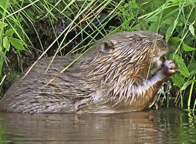 Hochschwarzwlder Biber   | Foto: Privat