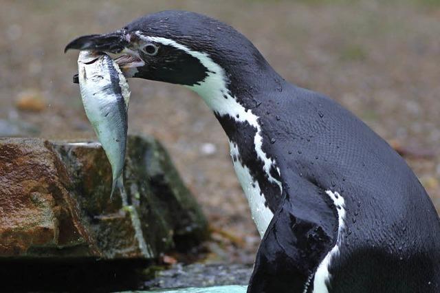 Tod von Pinguin im Dortmunder Zoo wirft Fragen auf