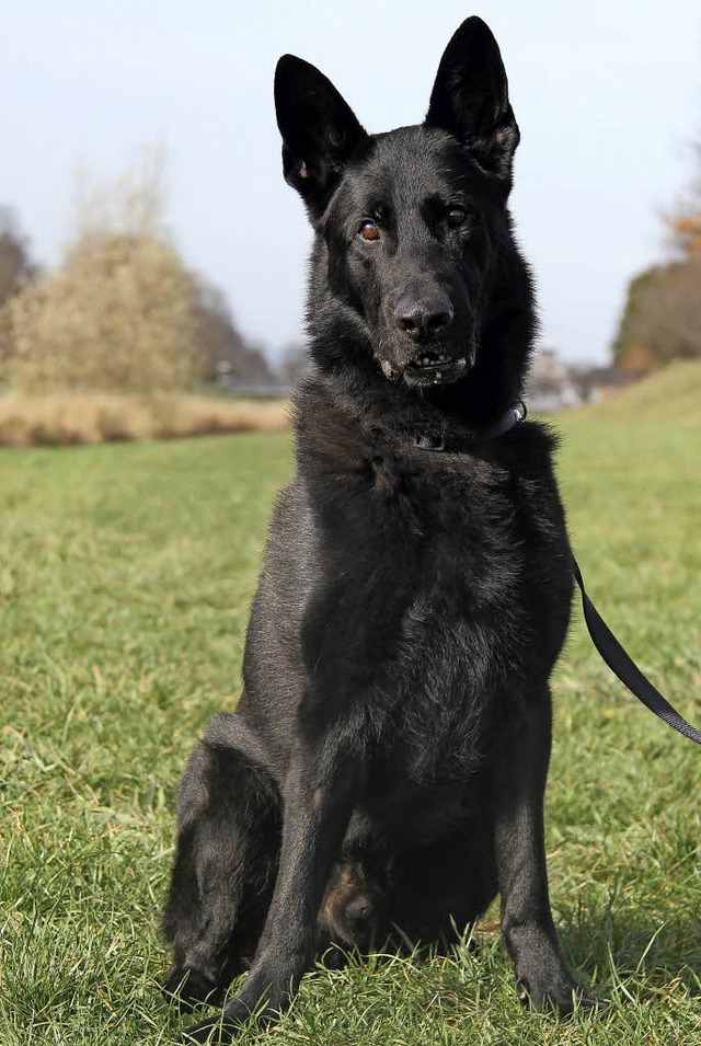 Yasco sucht wieder Familienanschluss.  | Foto: Tierheim