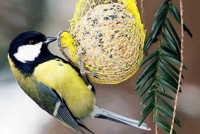 Ornithologe zur Frage: Soll man Vgel im Winter fttern?