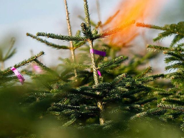 Wie kommt der Weihnachtsbaum ins Heim?  | Foto: dpa