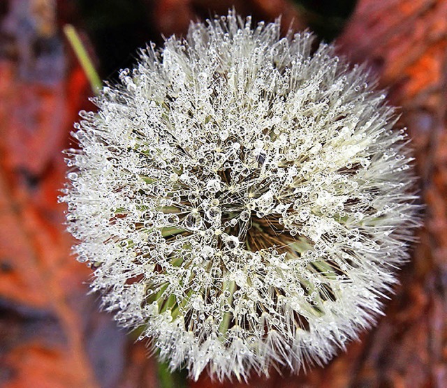 Auch das gab es diesen November: Pusteblumen.   | Foto: DPA