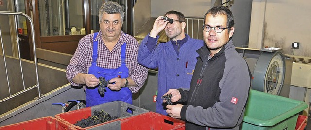 Josef Jlg (von links), Axel Spinner u...ie ersten Tempranillo-Rotweintrauben.   | Foto: gallinat