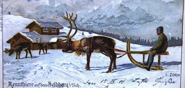 Eine Postkarte von 1901 zeigt Rentiere...rwegen an den Feldberg geholt wurden.   | Foto: Edi Steinfelder