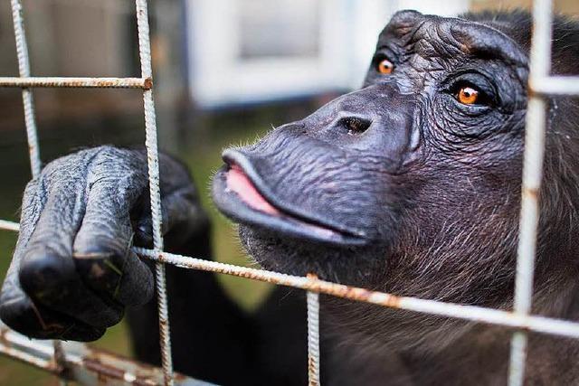 Heilbronn verbietet Wildtiere im Zirkus – ein Vorbild?