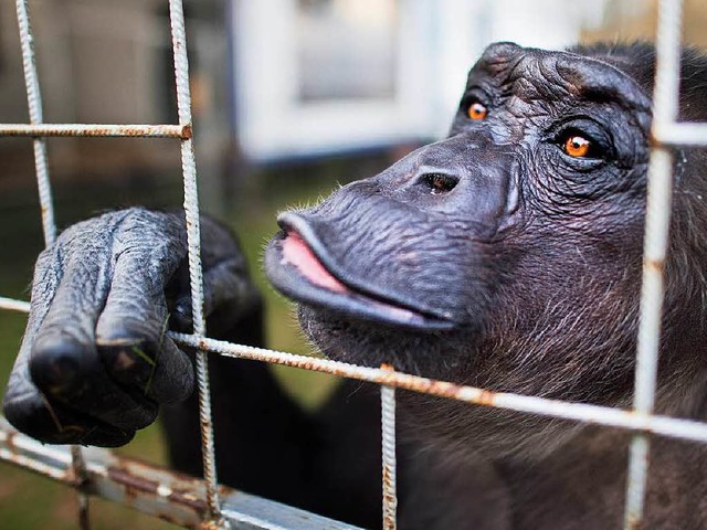 Gehren Affen in den Zirkus?  | Foto: dpa