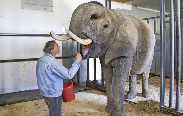 Der Zirkuselefant, der diesen Sommer w...ird in seiner neuen Heimat gefttert.   | Foto: dpa