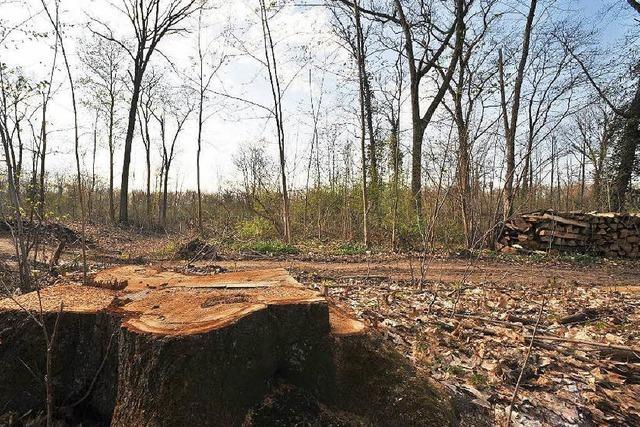Im Mooswald regt sich Widerstand gegen die Bebauung eines groen Waldstcks