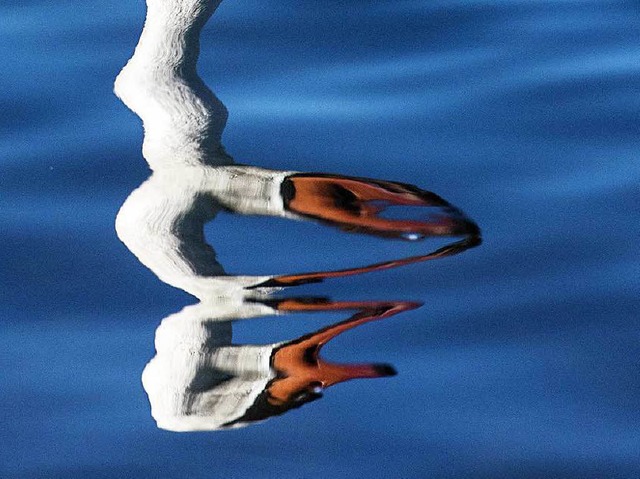 Ein Schwan spiegelt sich im Rhein nahe... Natur aus den Fugen zu geraten droht.  | Foto: dpa