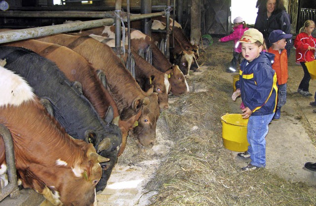 Die Weiderinder aus der Region sollen ein Biozertifikat erhalten.   | Foto: Ulrike Spiegelhalter