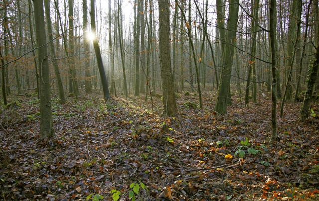 Nein oder Ja zur Deponie Wberhlzli? ...t Hektar Wald soll nun gerodet werden.  | Foto: Valentin Zumsteg