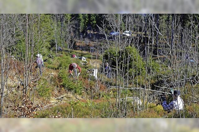 Mountainbiker pflegen Balzplatz fr das Auerhuhn