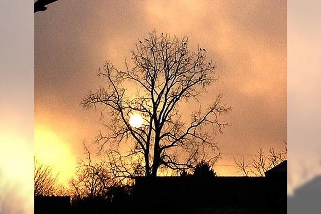 Baum im Gegenlicht