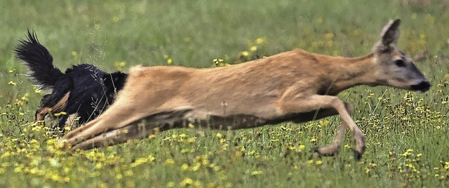 Ein Hund macht Jagd auf ein Reh.   | Foto: Landesjagdverband