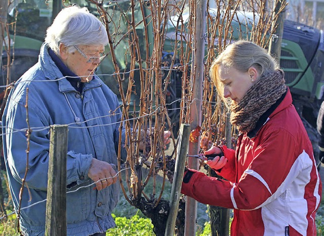 Weinknigin Isabella Vetter hilft bei der Lese in Ebringen.   | Foto: Janzer