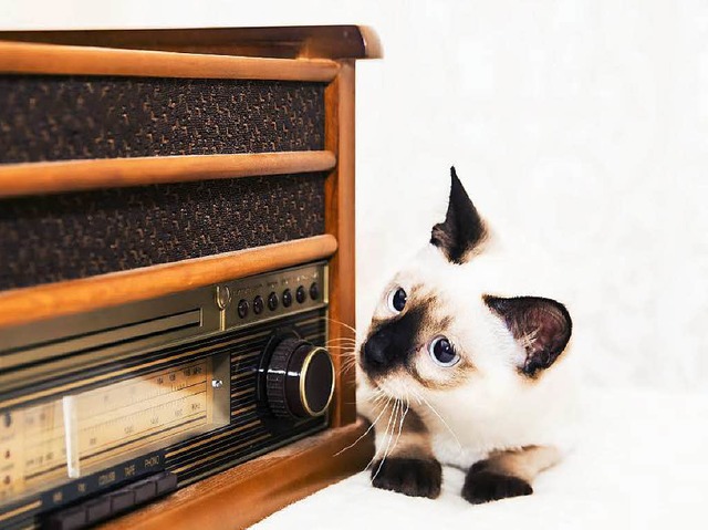 Huch, was luft denn da im Radio? Auch Katzen reagieren auf Musik.  | Foto: Einar Muoni