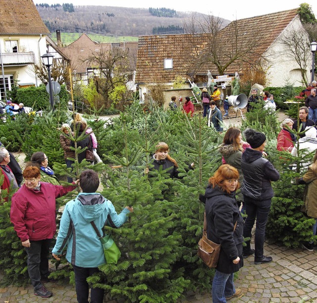 Hochbetrieb in Obereggenen beim traditionellen Weihnachtsbaumverkauf.  | Foto: Jutta Schtz