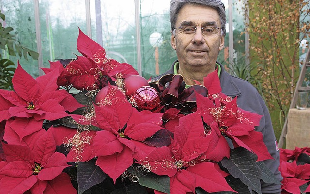 So prchtig kann ein Weihnachtsstern a...e so gut beherrscht wie der Fachmann.   | Foto: kf