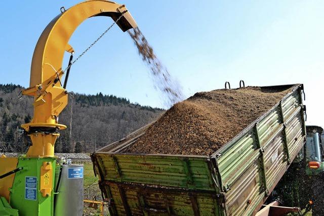 Hasel schlgt den Holzweg ein