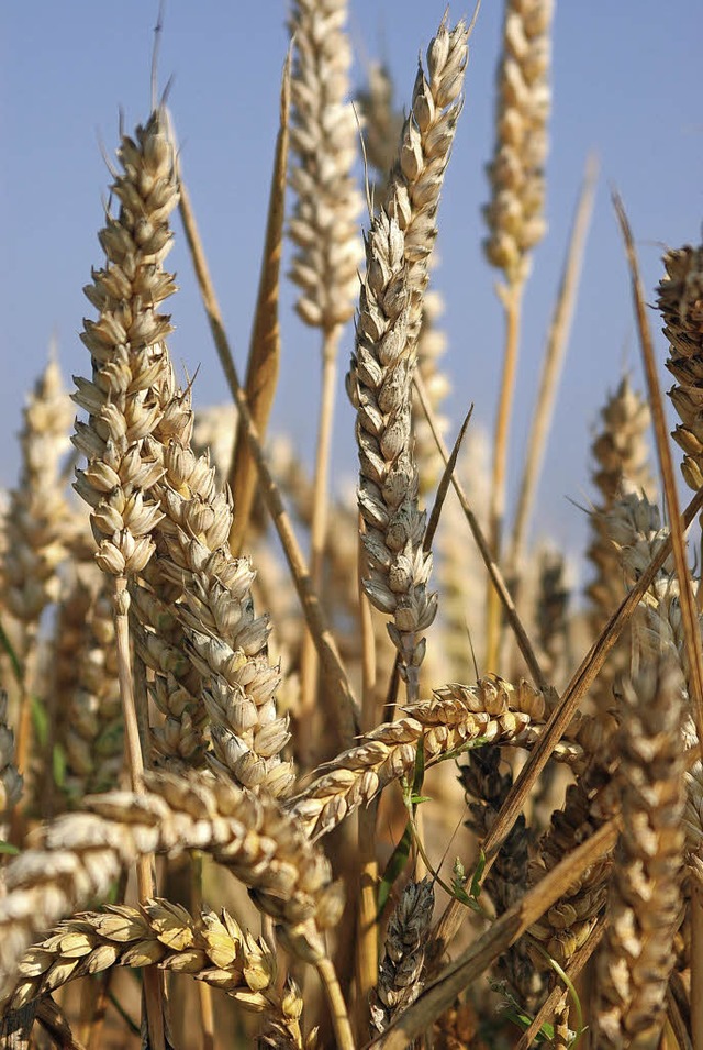 Weizen gehrt zu den Getreidesorten, die Gluten enthalten.   | Foto: dpa