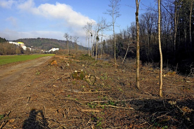 Das ehemalige Auenwldchen mit seinen ...dnet hat.                               | Foto: Andreas Mahler