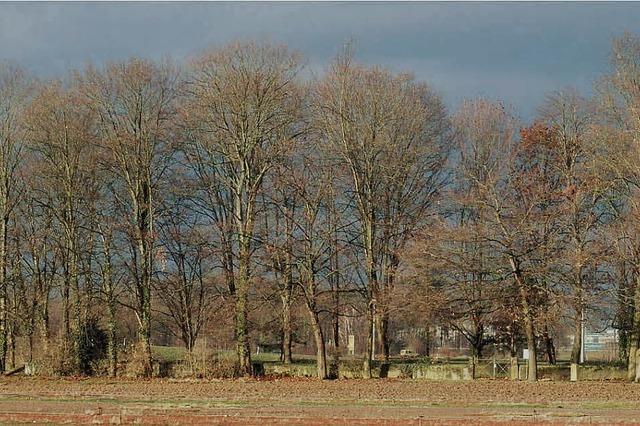 Bume beim Friedhof behindern den Flugverkehr