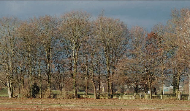 Im Visier der Flugsicherung: Bume beim alten Friedhof   | Foto: R. Beschorner