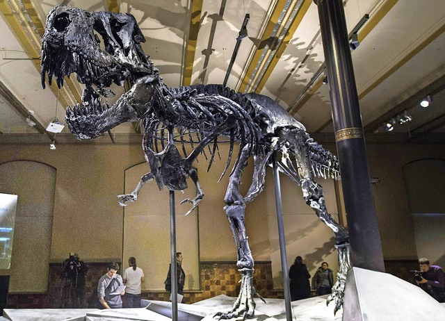 Respekteinflend &#8211;   der T-rex im Berliner Naturkundemuseum   | Foto: AFP