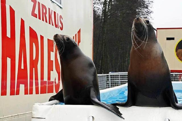 Streit um Tierrechte im Weihnachtszirkus schwelt