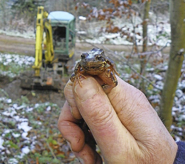 Grasfrosch sucht Wohnraum &#8211; bald nicht mehr.   | Foto: privat