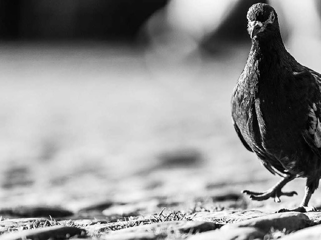 Welche Krankheitsgefahren  gehen von Tauben  aus?  | Foto: Carlotta Huber