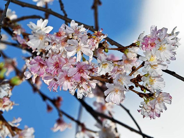 Einige Obstbume blhen viel zu frh.  | Foto: dpa