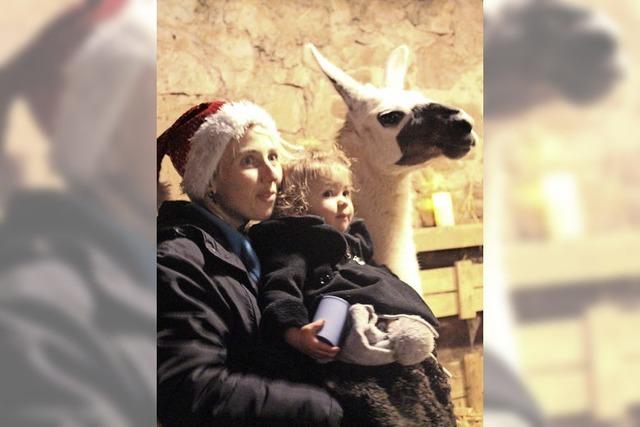 So schn ist die Stallweihnacht mit Lamas in Weitenau