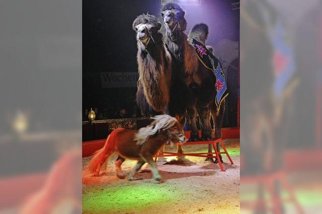 Premiere des Lrracher Weihnachtscircus' begeistert das Publikum