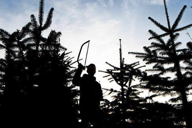 Oh weh, Tannenbaum: Christbaum-Klau in groem Stil