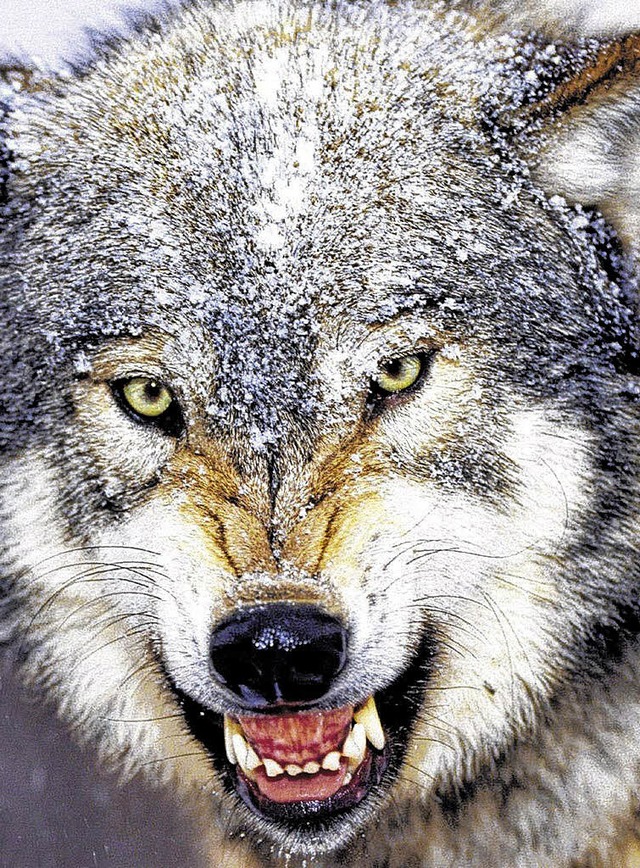 Keine Angst vorm Wolf. Das Tier, das i...eu und geht den Menschen aus dem Weg.   | Foto: dpa