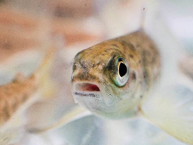 Ein Junglachs schwimmt im Becken, bevor er ausgesetzt wird.   | Foto: DPA